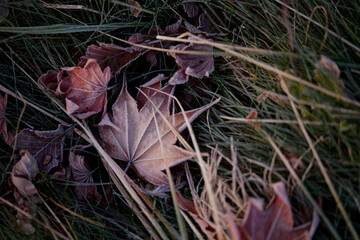 霜がついた落ち葉
