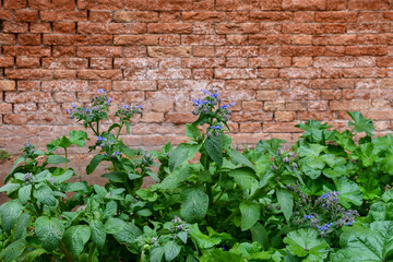 Borage (Borago officinalis), also known as starflower, a flowering plant in the family Boraginaceae, cultivated for culinary and medicinal uses, against an old brick wall, Venice, Veneto, Italy