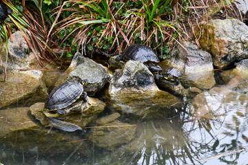 Pond sliders (Trachemys scripta), a specie of semi-aquatic turtle, in the fountain of the monument to Giuseppe Garibaldi, in the Napoleonic Gardens, or Biennale Gardens, Venice, Veneto, Italy