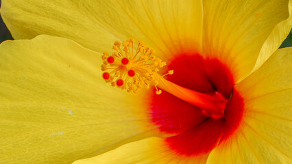 Close up of orange and yellow flower