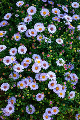 small lilac asters blooming profusely among green leaves