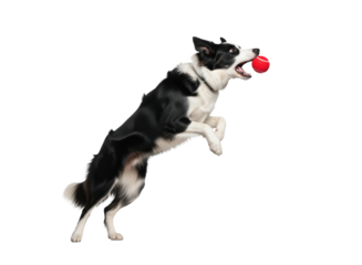 Canine physiotherapy rehabilitation centers offering jump exercises and coordination improvement techniques for recovering dogs after orthopedic surgery or joint injury treatment protocols evaluation