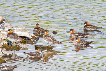 red-necked phalarope swimming in a lake