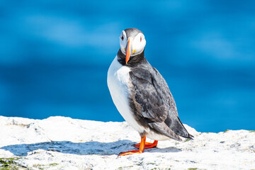 puffin on island of Grimsey in North Iceland
