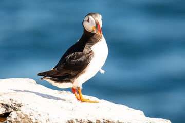 puffin on island of Grimsey in North Iceland
