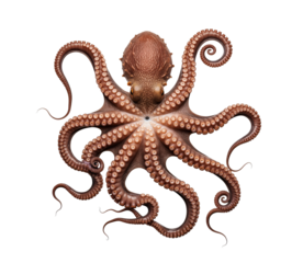 Seafood distributor inventory planning or traceability program for buyers seeking wild octopus batch data about product certification, eco responsibility and marketplace compliance audits