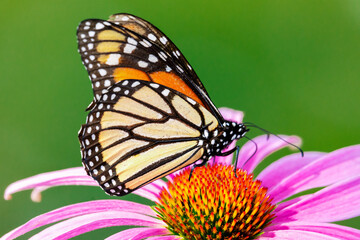 Obraz premium Monarch butterfly on bright purple coneflowers in the sun, July in Waukesha County, Wisconsin.