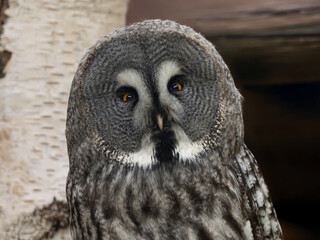 portrait great grey owl sitting against the backdrop of a birch tree