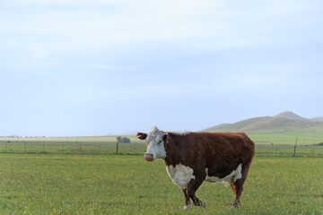 brown and white Polled Hereford bull in a field. Hills, sky and grass. Copy space