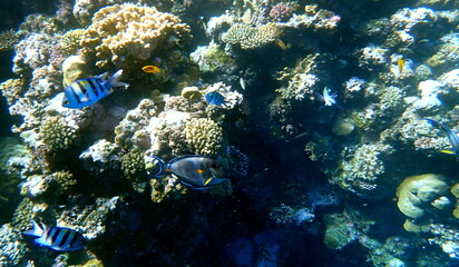 Dark blue surgeonfish with orange tail spine