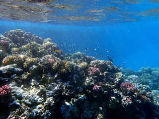Vibrant shallow coral reef teeming with small fish