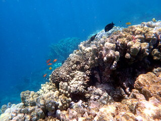 Vibrant shallow coral reef teeming with small fish