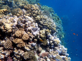 Vibrant shallow coral reef teeming with small fish
