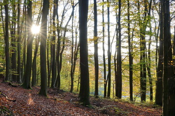 Herbstwald mit Sonne