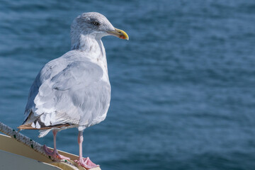 Seagull portrait captured in a port