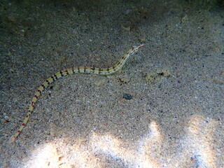 Striped pipefish on sandy bottom near coral