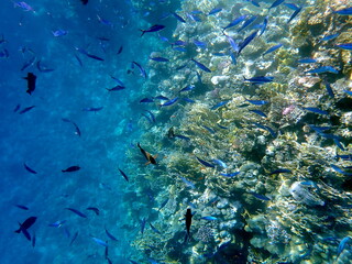 Schooling blue striped fish over coral reef