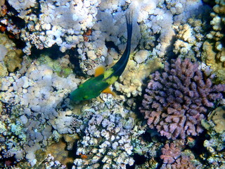 Green head wrasse with fringed tail fin