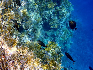 Vibrant shallow coral reef teeming with small fish