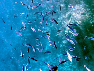 Schooling blue striped fish over coral reef