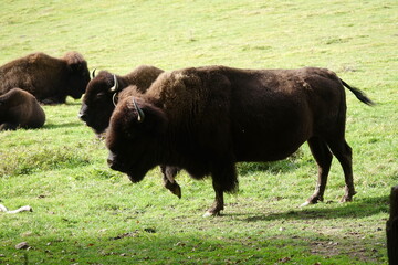 Bison