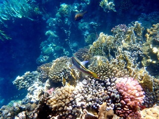 Wrasse with red stripes over yellow coral reef