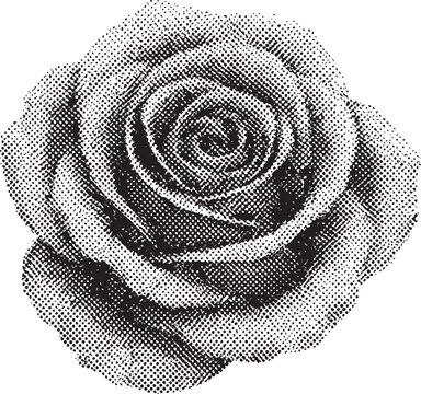 Halftone Rose Illustration &ndash; Vintage Engraved Floral Art