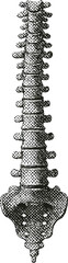 Obraz premium Halftone Spine Illustration – Vintage Engraved Anatomical Art
