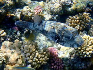 White spotted puffer fish over dark coral