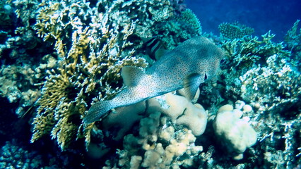 Spotted puffer fish swimming in the red sea