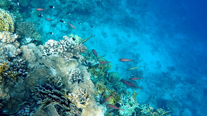 Vibrant shallow coral reef teeming with small fish