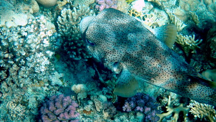 Spotted puffer fish swimming in the red sea