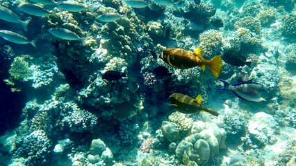 Yellow-brown boxfish with bright blue spots