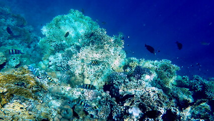 Vibrant shallow coral reef teeming with small fish