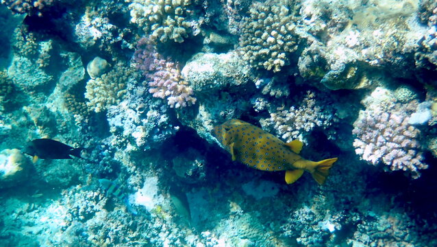 Yellow-brown boxfish with bright blue spots
