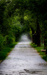 Scenic forest trail in Bosnia and Herzegovina, surrounded by lush greenery and natural woodland. Peaceful outdoor setting ideal for hiking, nature, and travel themes.