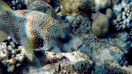 White spotted puffer fish over dark coral © chriss73