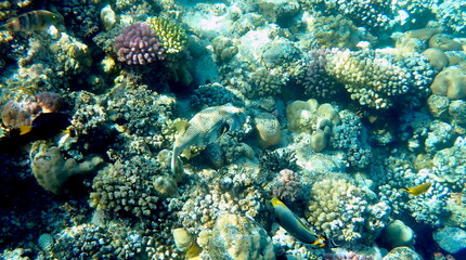 White spotted puffer fish over dark coral