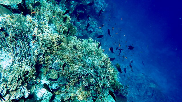 Vibrant shallow coral reef teeming with small fish