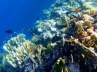 Vibrant shallow coral reef teeming with small fish