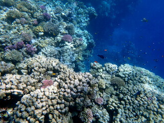 Vibrant shallow coral reef teeming with small fish