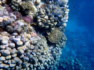 Vibrant shallow coral reef teeming with small fish