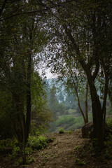 Obraz premium Camino