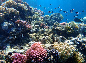 Vibrant shallow coral reef teeming with small fish