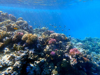 Vibrant shallow coral reef teeming with small fish