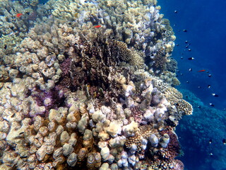 Vibrant shallow coral reef teeming with small fish