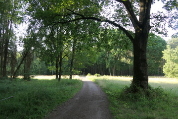 Fototapeta premium Waldweg
