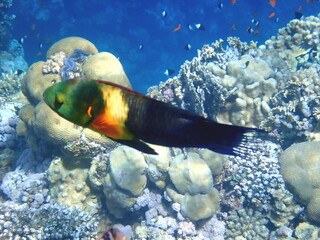 Green head wrasse with fringed tail fin