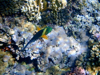 Green head wrasse with fringed tail fin