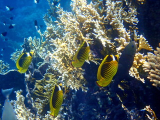 Schooling yellow striped butterflyfish over coral reef